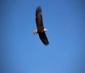 2014 03 02 RedWing 003